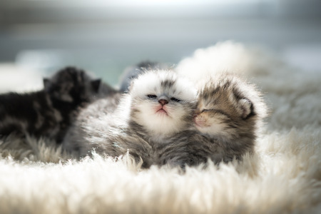 Close up of newborn kitten lyingの写真素材