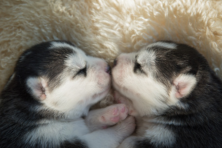 Newborn siberian husky puppies sleeping and kissingの写真素材