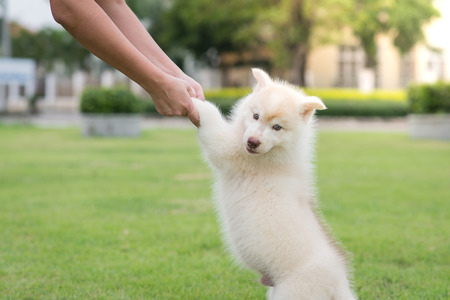 Human hand holding siberian husky puppy's pawの写真素材