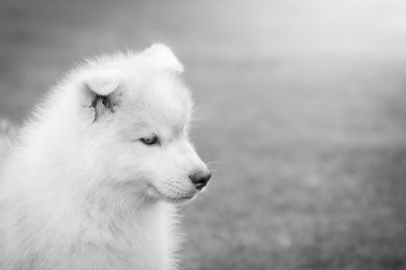 close up of siberian husky puppyの写真素材