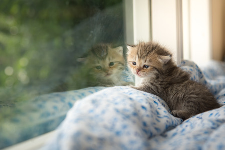 Cute tabby kitten sitting looking out the windowの写真素材