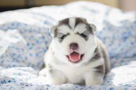 Cute siberian husky puppy sitting on a bed in the morningの写真素材