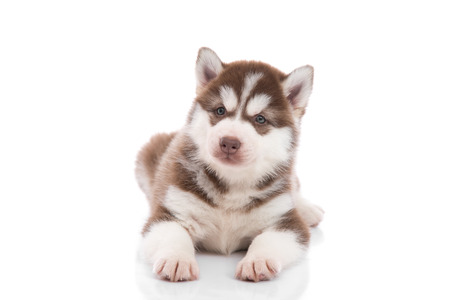 Cute siberian husky puppy lying on white background isolatedの写真素材