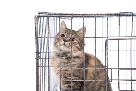 Cute tabby cat looking in a cage on white background isolatedの写真素材