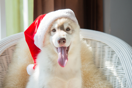 Cute siberian husky with red santa hat sitting on  white rattan chair,Vintage filterの写真素材