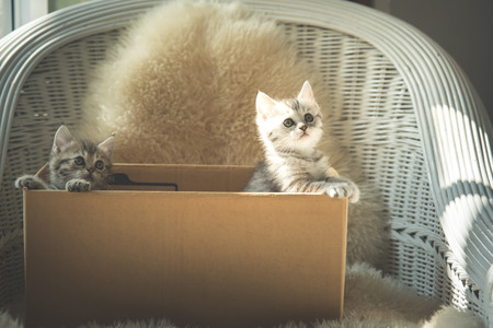 Cute two tabby kittens looking in a box,vintage filterの写真素材