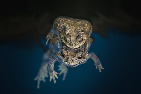 Mating toads in the waterの写真素材