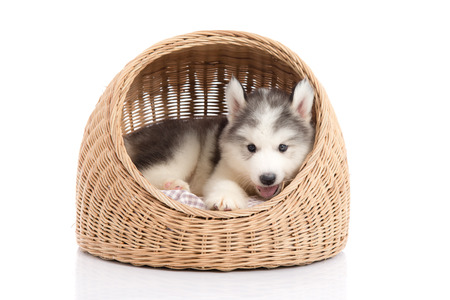 Cute siberian husky lying on basket bedの写真素材