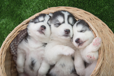 Cute siberian husky puppies sleeping in basket bedの写真素材