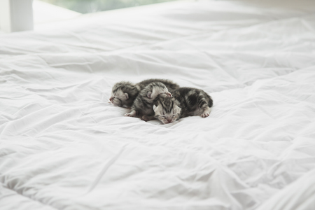 Newborn American Shorthair kittens sleeping on white bedの写真素材