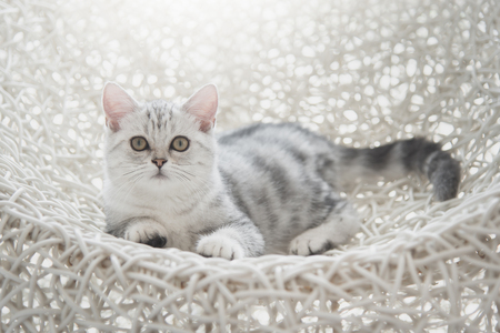 Cute American Shorthair kitten lying and looking on white basketの写真素材