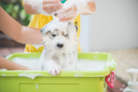 Asian children wash siberian husky puppy in the basin on the summerの写真素材