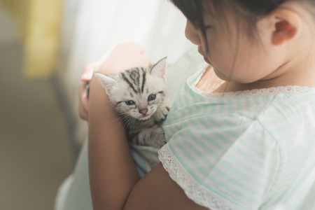 Beautiful asian girl playing with american shorthair cat under sunlight from a windowの写真素材