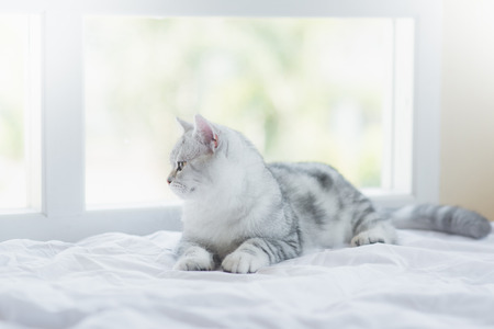 American Shorthair cat lying on white bed and looking out the windowの写真素材