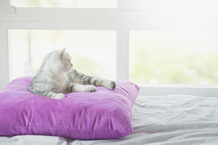 Cute American Shorthair cat lying on pillow and looking out the windowの写真素材