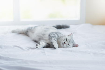 Cute American Shorthair kitten sleeping on white bedの写真素材
