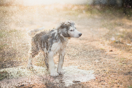 Cute siberian husky puppy shakes the water off its coatの写真素材