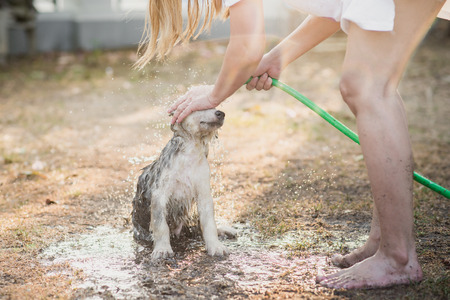 Cute siberian husky puppy bathing outdoorsの写真素材