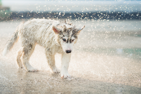 Cute siberian husky puppy running in the rainの写真素材