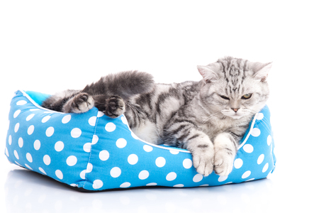 Cute American Shorthair kitten lying in cat bed on white back ground isolaredの写真素材