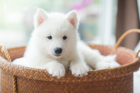 White siberian husky puppy lying in a basketの写真素材