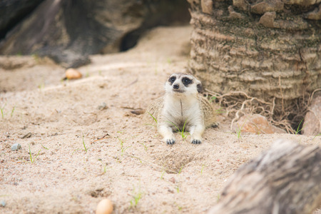 Close up of meerkat lyingの写真素材