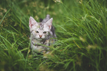 Cute American Short Hair kitten playing on green grassの写真素材