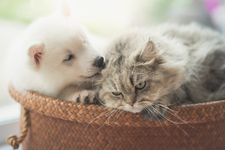 Cute siberian husky and persian cat lying in basket bedの写真素材