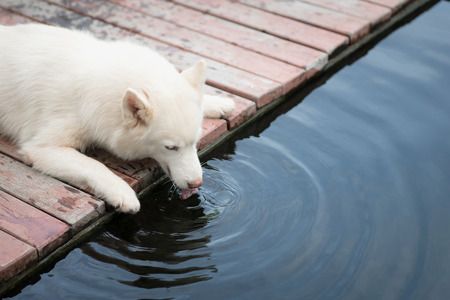 White siberian husky puppy lying and drinking water from koi pondの写真素材
