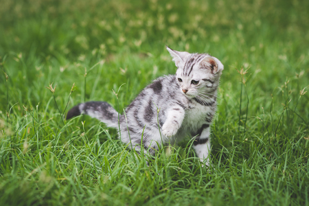 Cute American Short Hair kitten playing on green grassの写真素材