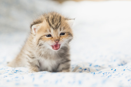 Cute tabby kittens sitting on bedの写真素材