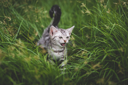 Cute American Short Hair kitten playing on green grassの写真素材