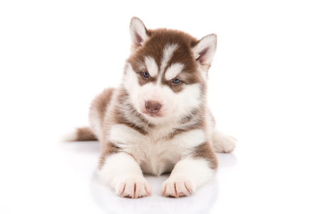 Cute siberian husky puppy lying and looking on white background isolatedの写真素材