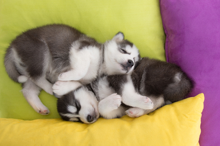 Cute Two siberian husky puppies sleeping in the bedの写真素材