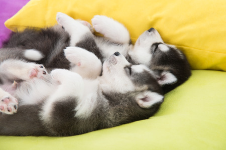 Cute Two siberian husky puppies sleeping in the bedの写真素材