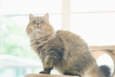 Cute persian cat standing on cat tree,vintage filterの写真素材