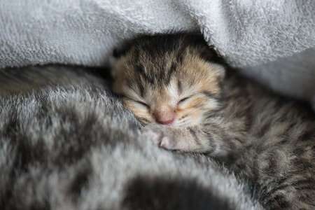 Cute new born tabby kittens sleeping with motherの写真素材