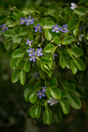 Close up little blue flowers and green leavesの写真素材