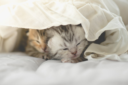 Cute tabby kittens lying under white blanketの写真素材