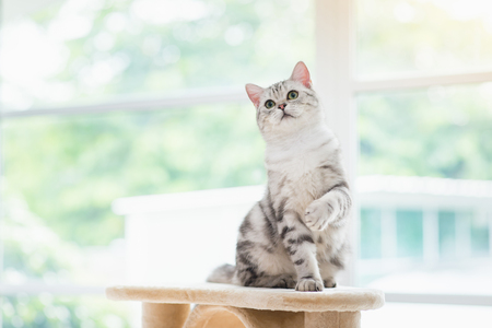 Cute American short hair cat sitting on cat towerの写真素材