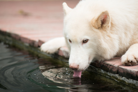 White siberian husky dog lying and drinking water from koi pond