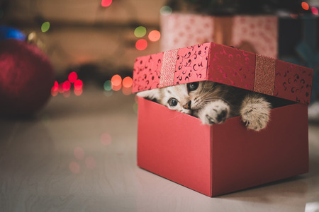 Cute tabby kitten playing in a gift box with Christmas decoration
