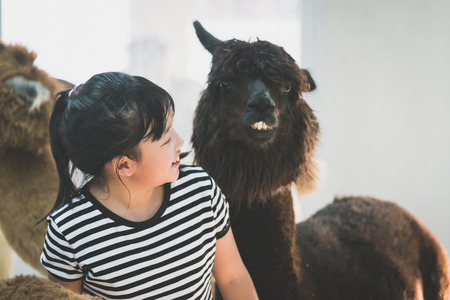 Cute Asian girl playing with cute alpacaの写真素材
