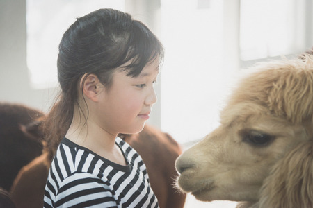 Cute Asian girl playing with cute alpacaの写真素材