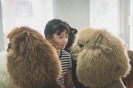 Cute Asian girl playing with cute alpacaの写真素材