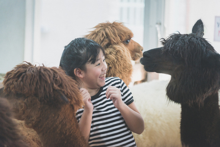 Cute Asian girl playing with cute alpacaの写真素材