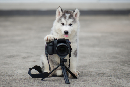 Cute siberian husky puppy taking a photoの写真素材