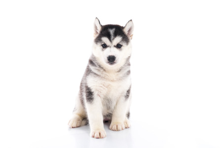 Cute siberian husky puppy sitting on white background isolatedの写真素材
