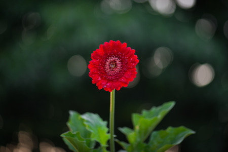 Red gerbera with water drops on nature backgroundの写真素材