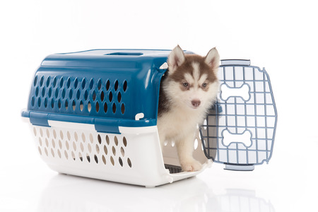 Cute siberian husky puppy in travel box on white background isolated